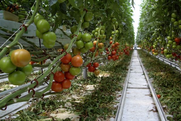 Photo: Υδροπονικό θερμοκήπιο ντομάτας, theprogressivegarden.com