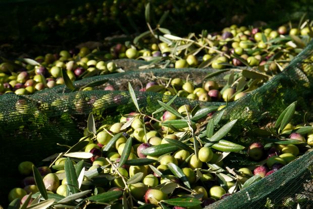 Photo: olive-oils@Flickr